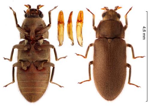 Dryops luridus